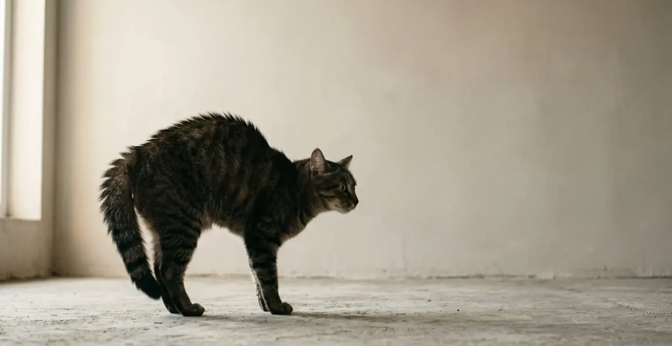 Chat en posture défensive avec dos arqué et poils hérissés signalant un danger imminent
