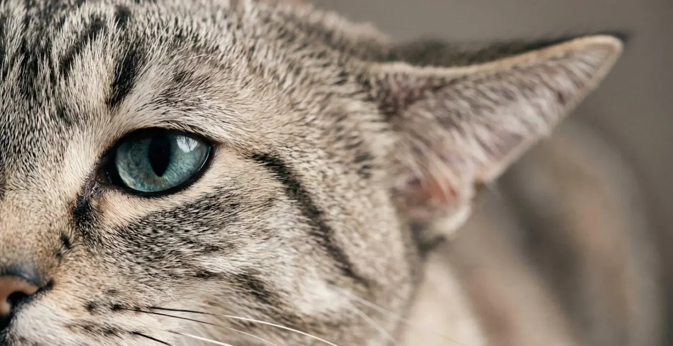 Gros plan macro sur les détails faciaux d'un chat montrant les micro-signaux de stress souvent ignorés
