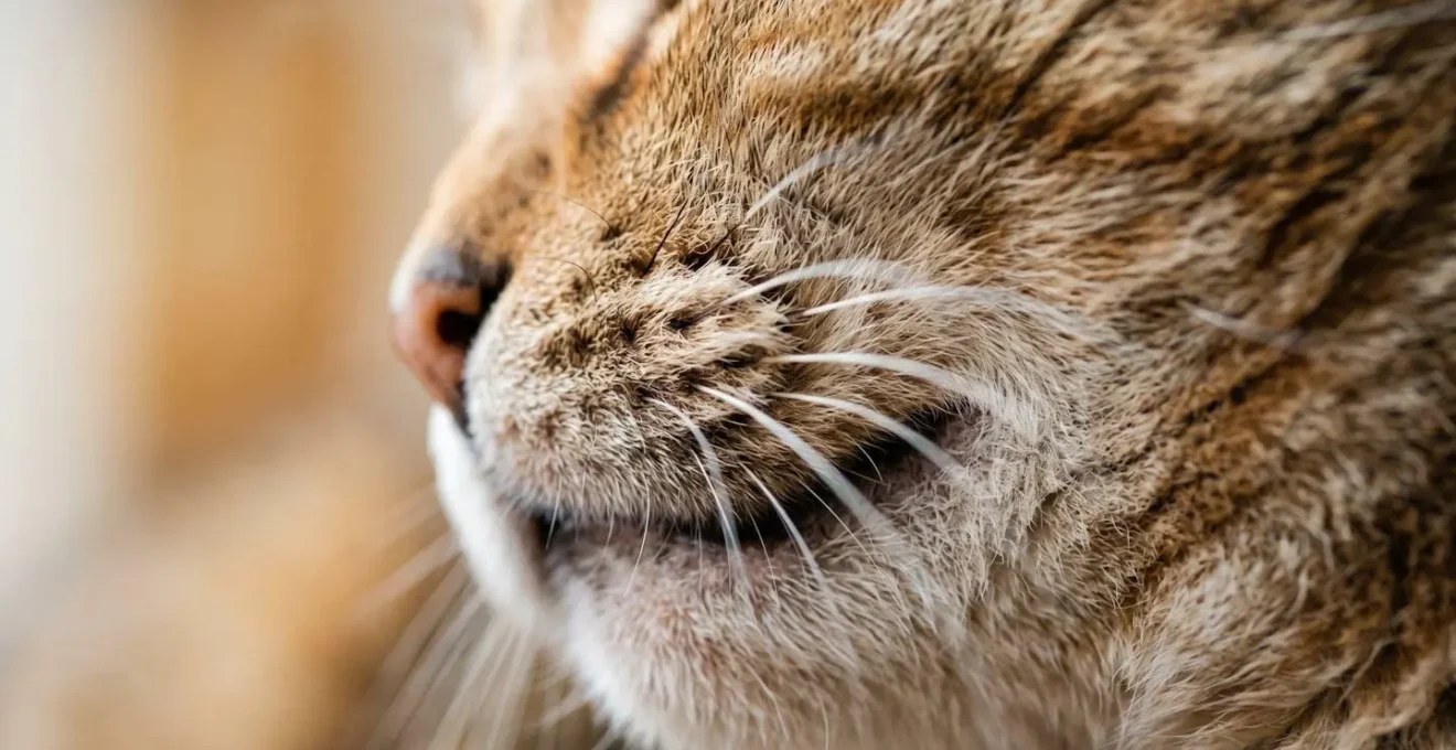 Détail macro des glandes phéromonales faciales d'un chat lors du marquage