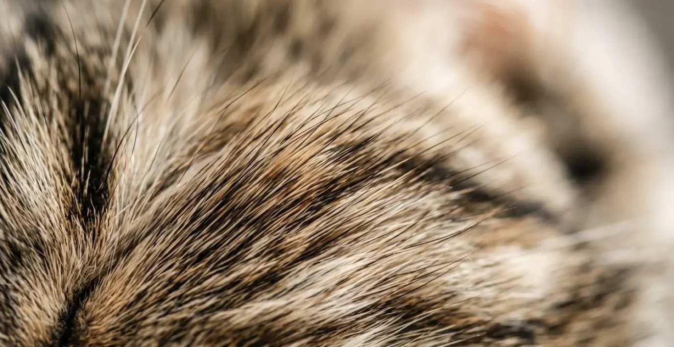 Gros plan sur la texture du pelage d'un chat illustrant l'importance des soins comportementaux