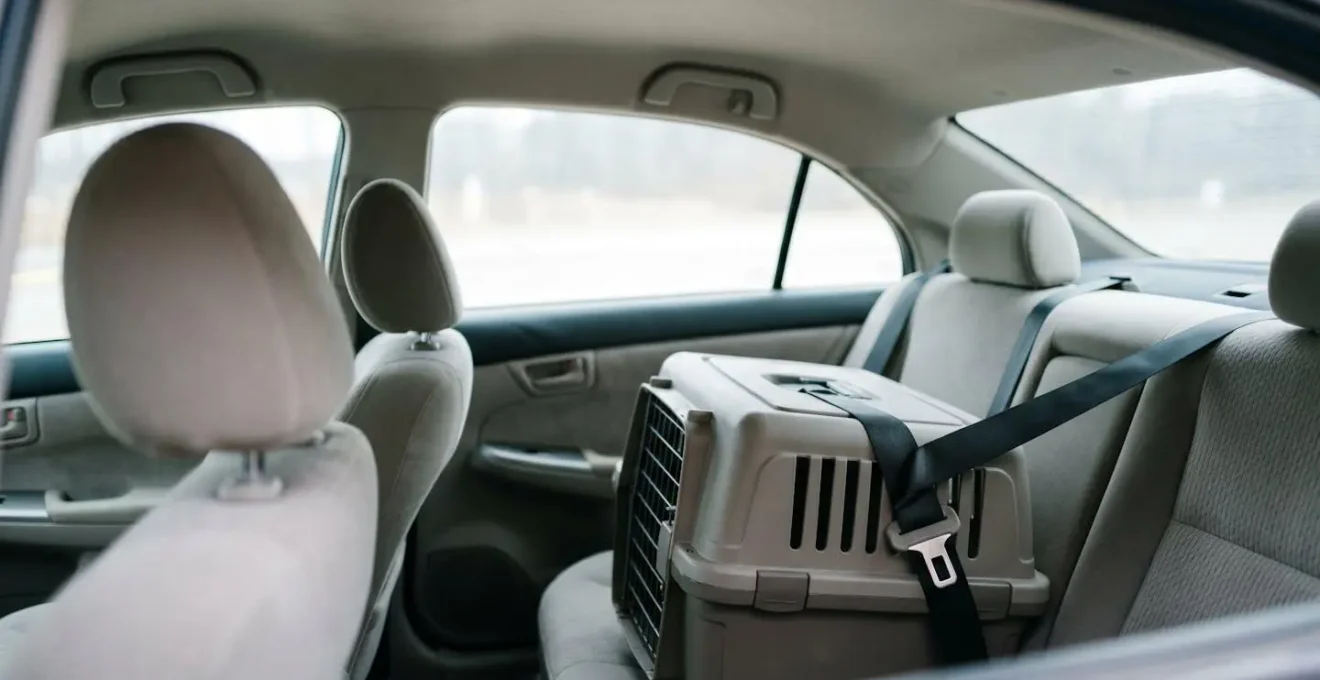 Caisse de transport pour chat correctement attachée avec ceinture de sécurité en voiture