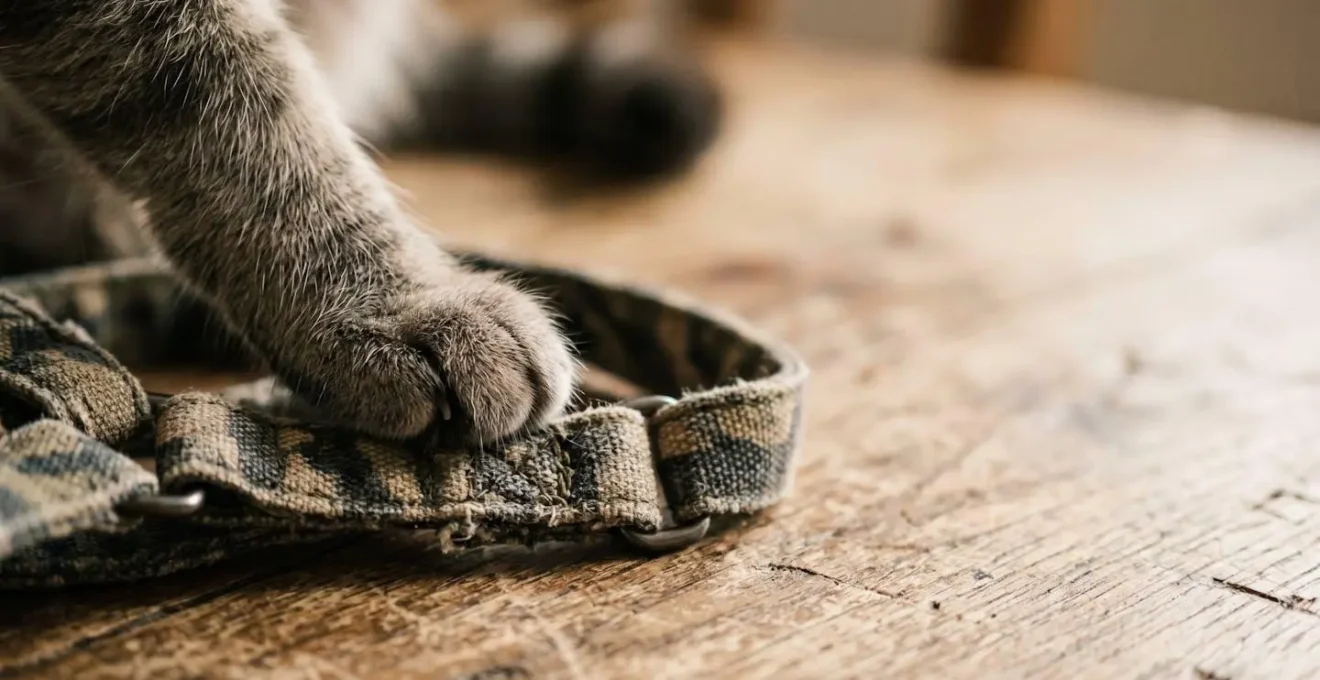 Processus d'habituation douce d'un chat au harnais avec renforcement positif