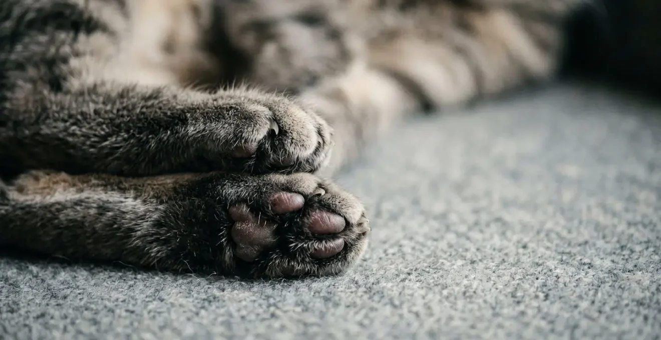 Gros plan sur les pattes et le regard d'un chat exprimant de l'anxiété